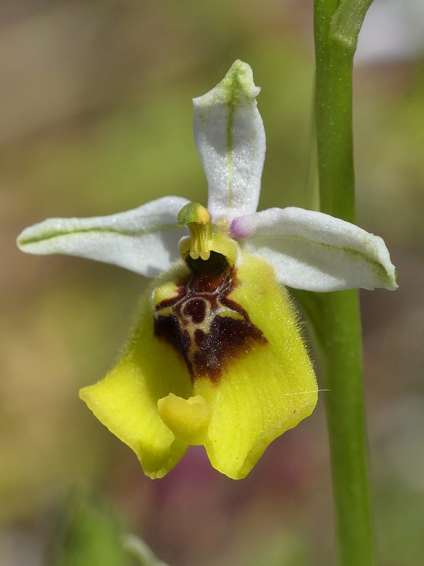 Ophrys lacaitae: la regina delle Ophrys prov. Frosinone  2020